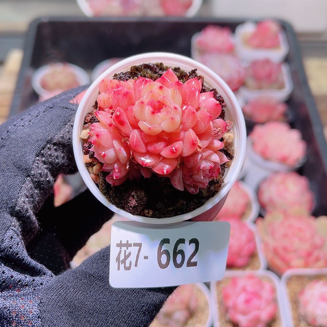 花利美7-662新品