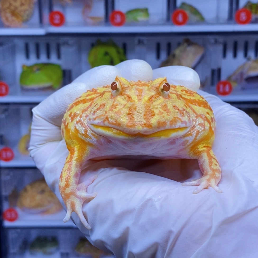 角蛙角蛙3-10cm闪购专享链接