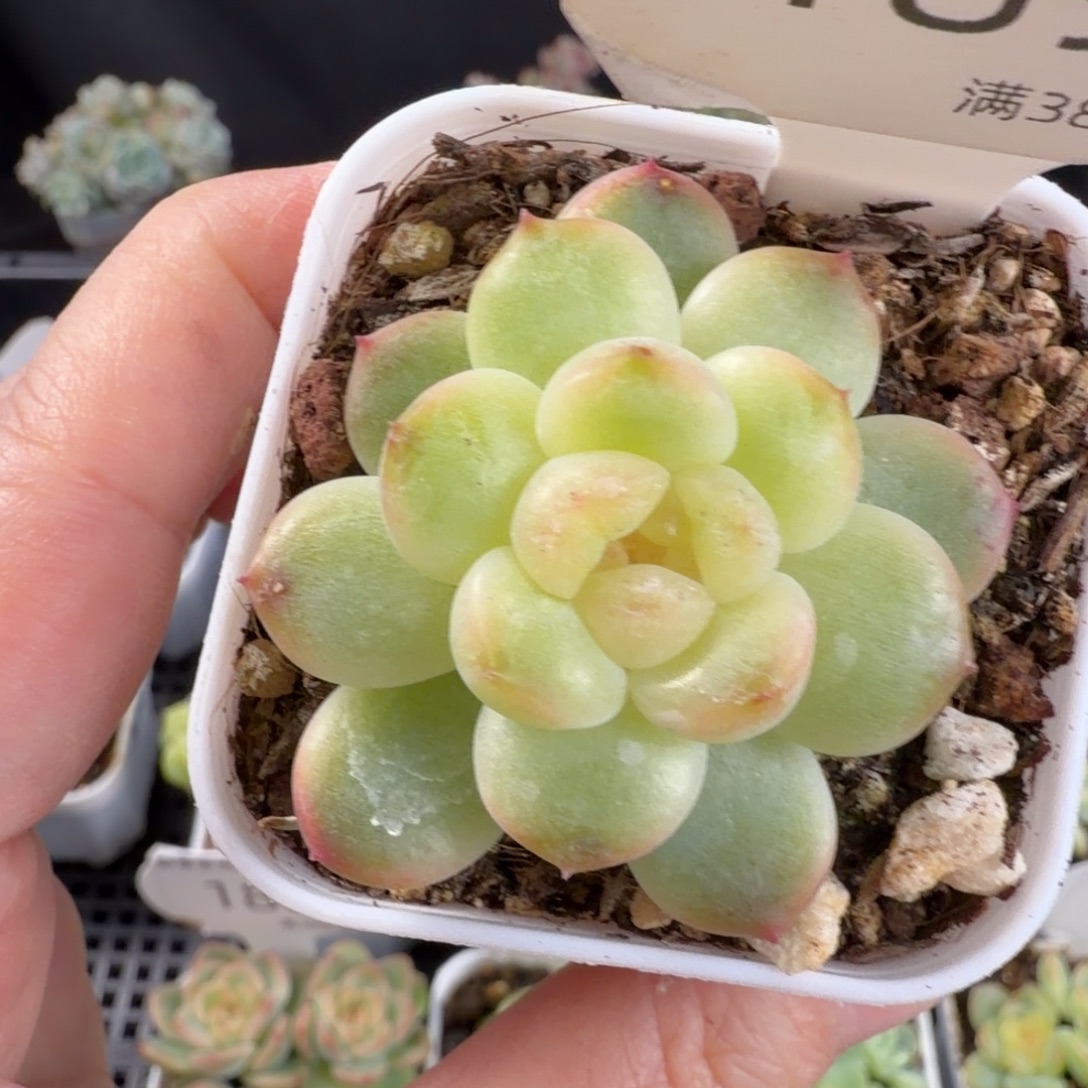 水蜜桃甜心单头189号