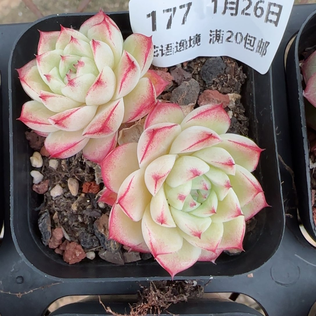 花语逸镜0126-177