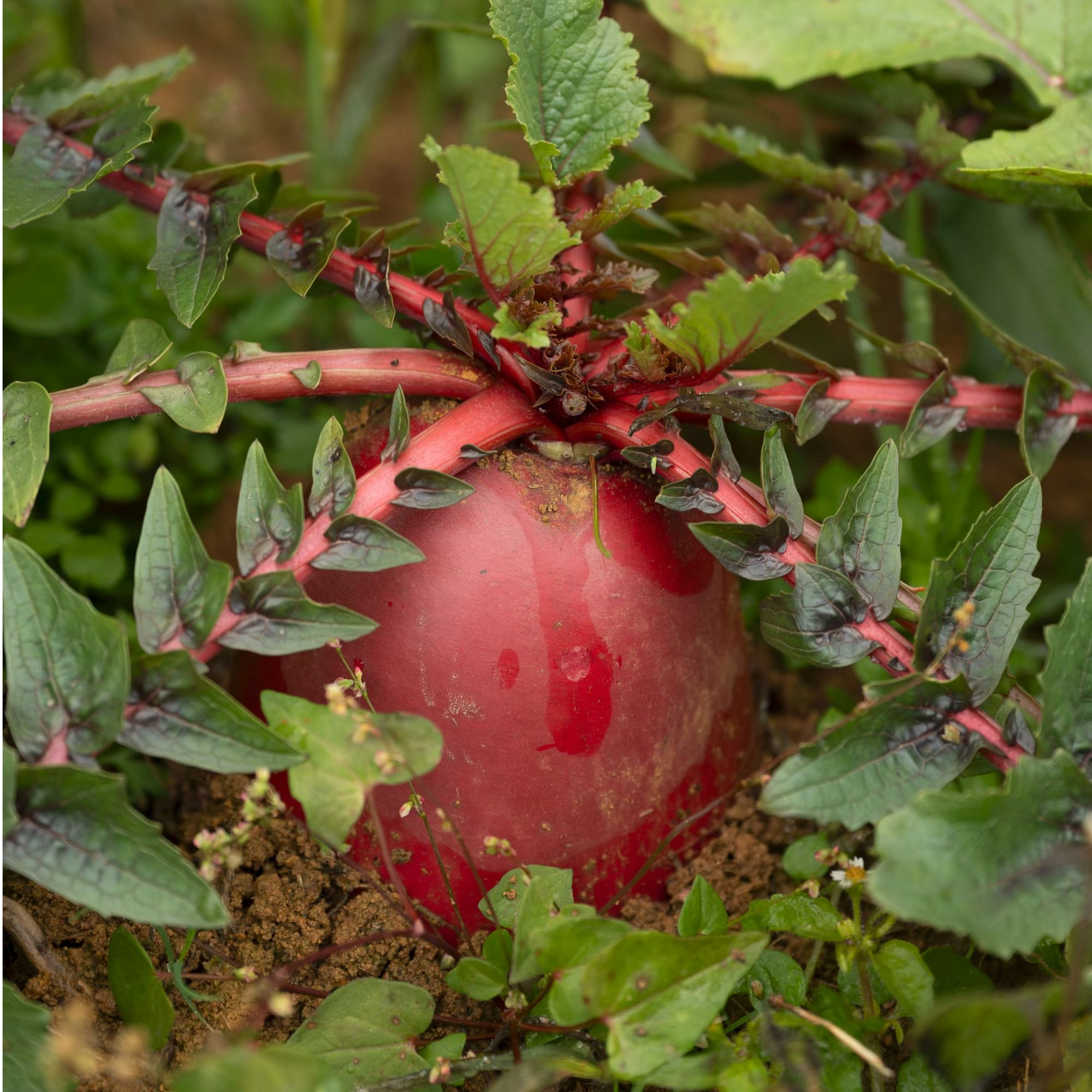 【卡妈推荐】贵州毕节红皮紫心水果萝卜新鲜绿色有机水果萝卜