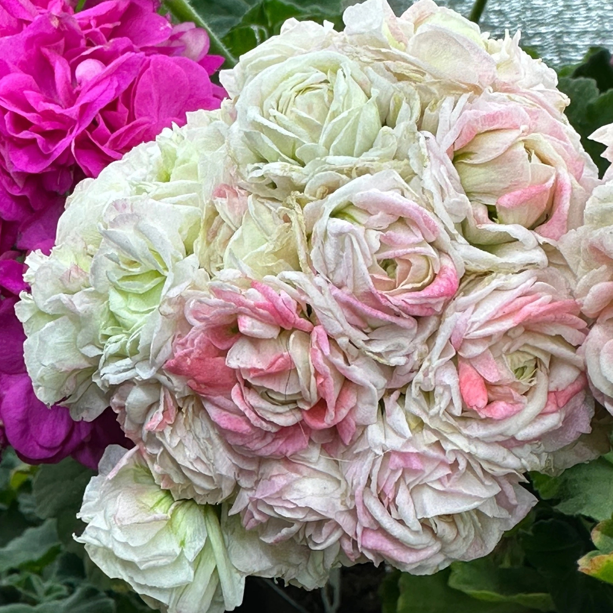 直立重瓣进口品种天竺葵4.21