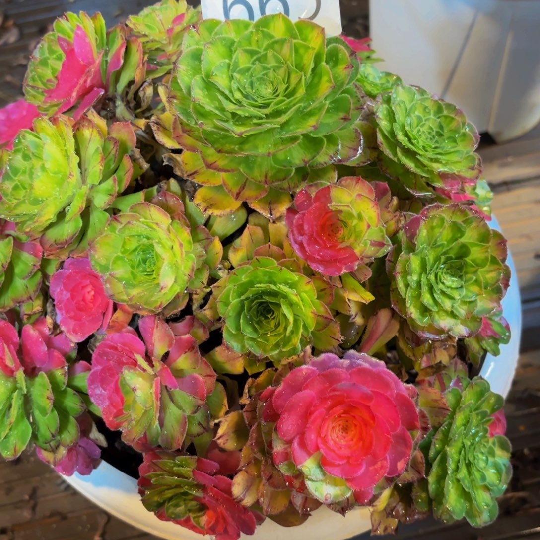 K***k665多肉植物知否寄养发货