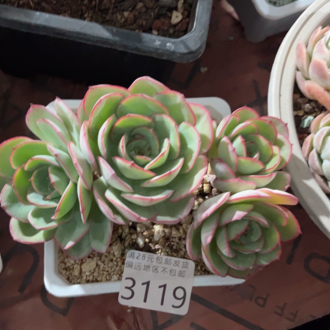 大3119？c vvv b b b