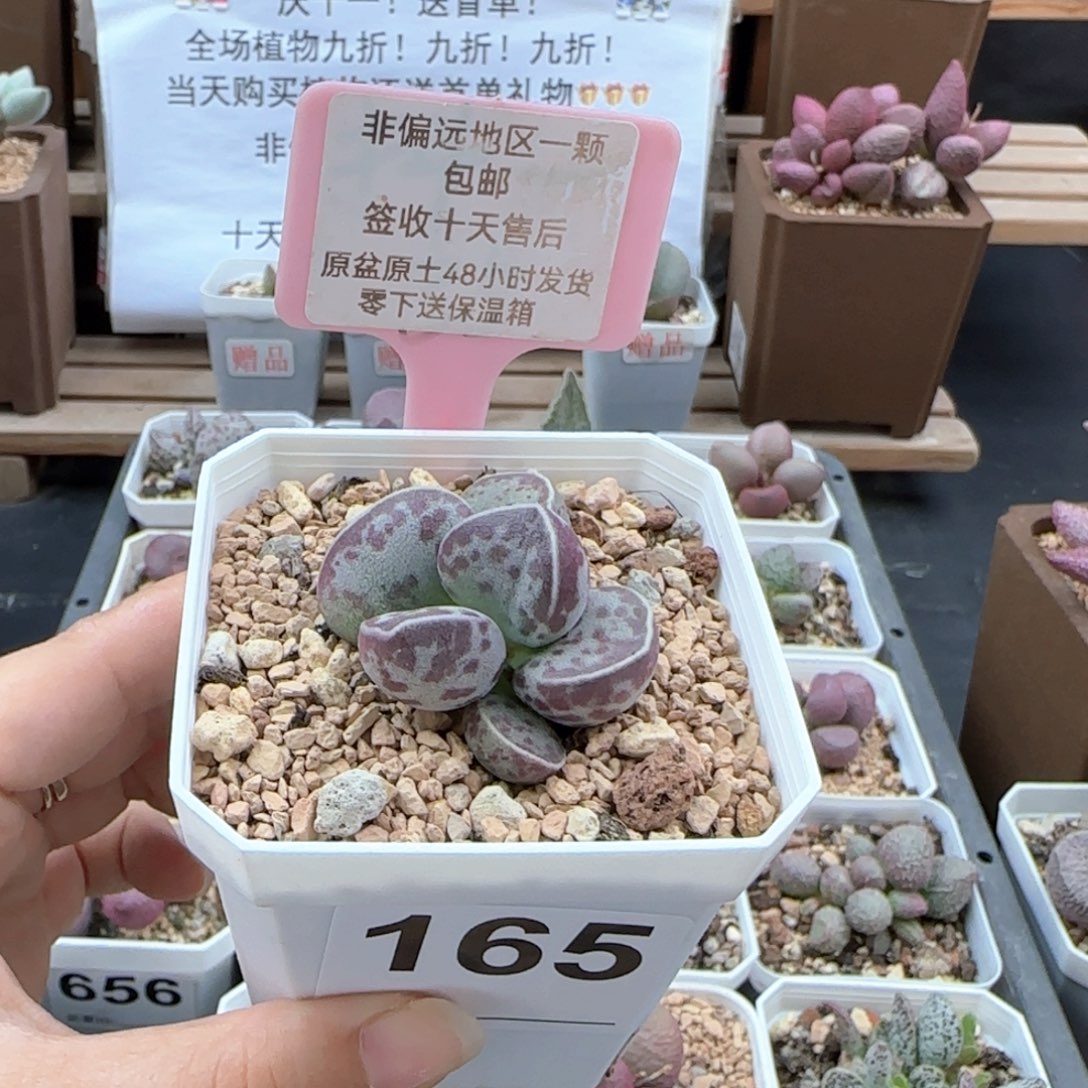 165艾薇蛋多肉植物