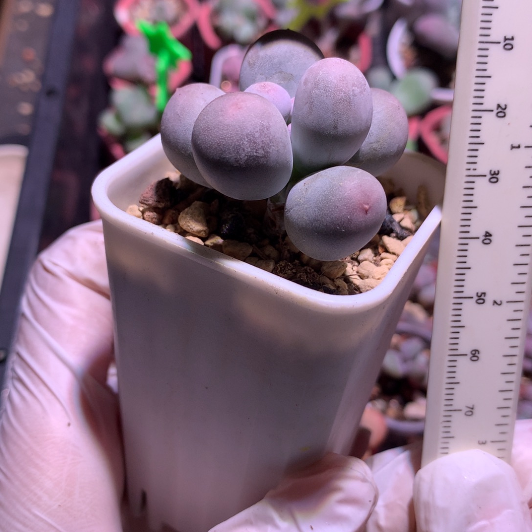 米可奶米可奶球，带盆土