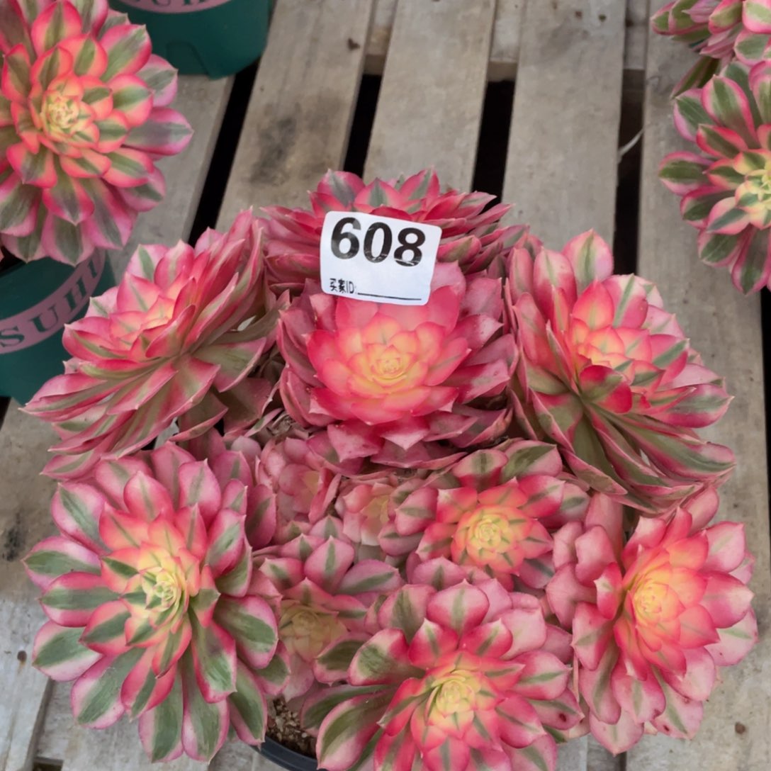 608倾城手捧多肉植物