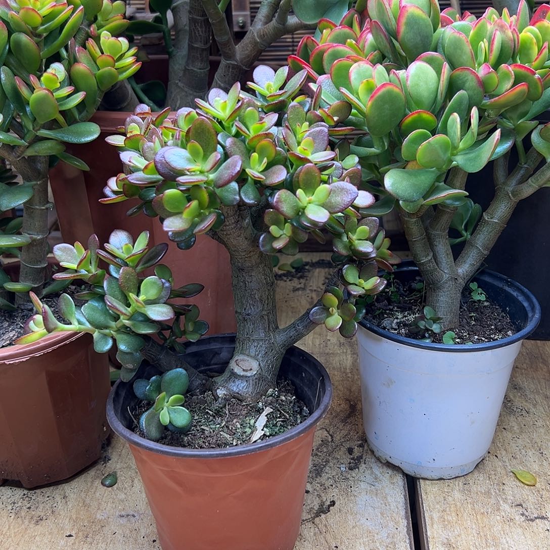 完全开放老桩姬红 一物一拍