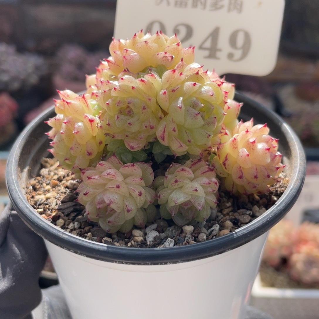 0249 麦秆群 6.5厘米 不带盆