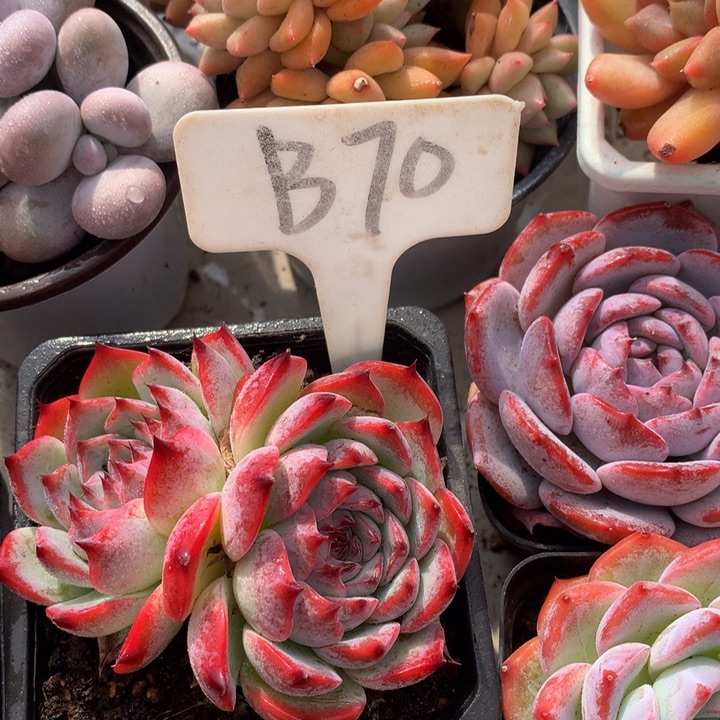 多日子黑素727272772