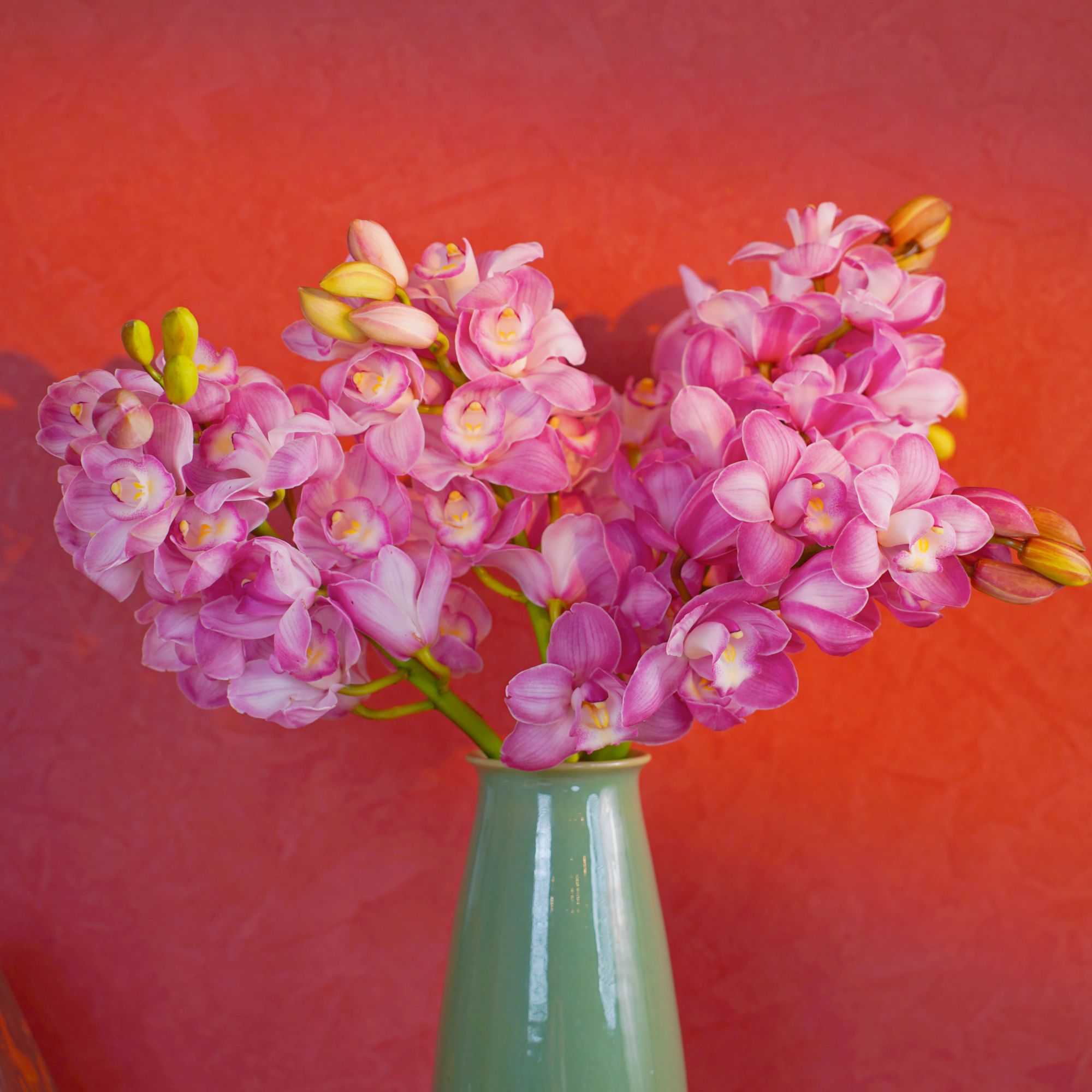 【超大号5A级大花蕙兰鲜花】高端云南鲜切花懒人宝妈室内花卉顺丰发