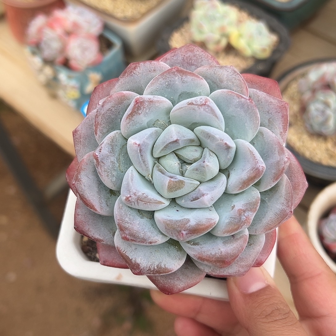 单头冰玉（38包邮）