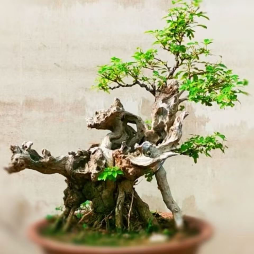 黄荆黄栌老桩盆景直播间京东发货不包邮