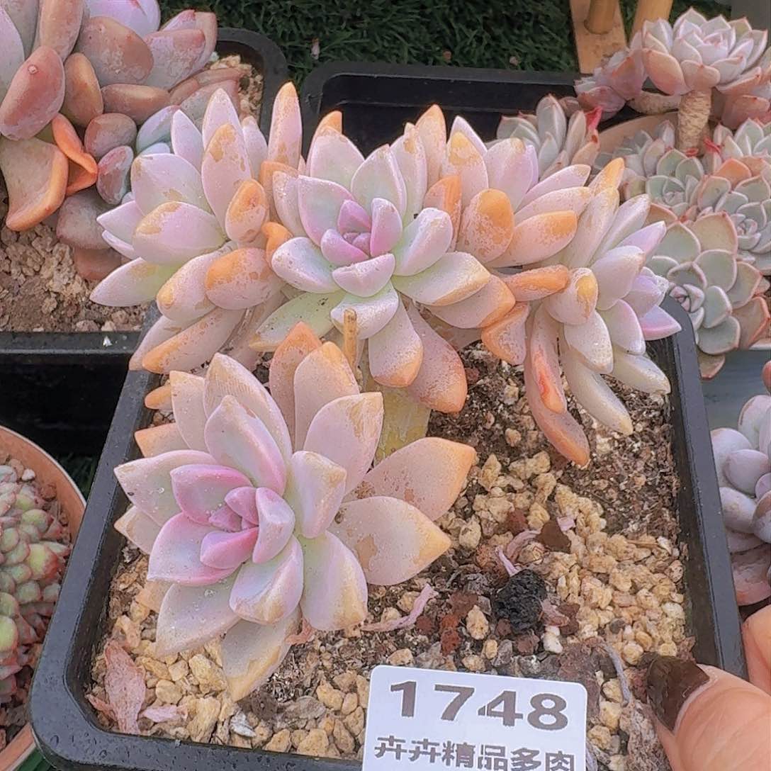 1748一物一拍（满28包邮）