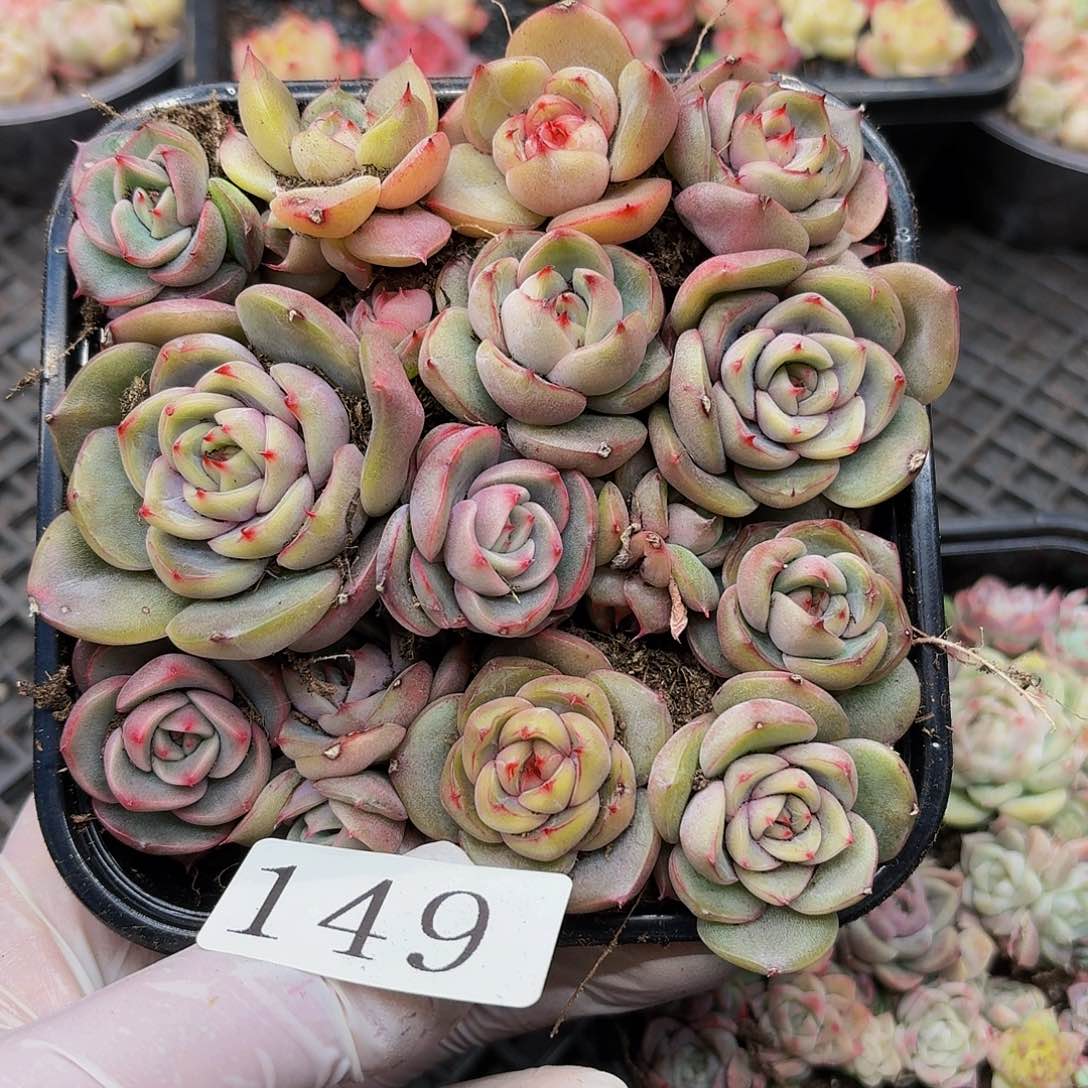 多肉植物多肉植物149