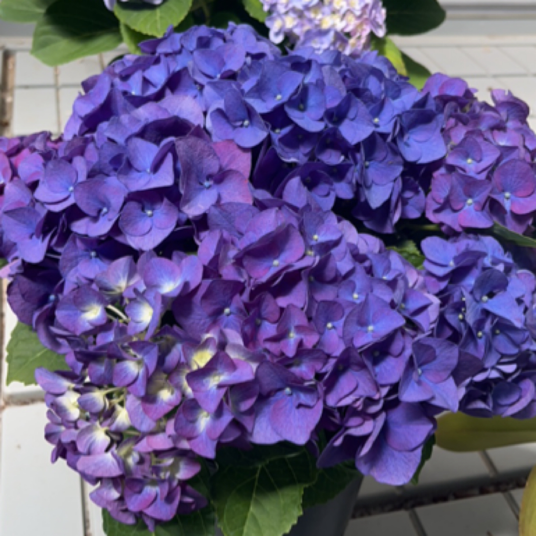 中国玫瑰超级工厂吉普绣球sr