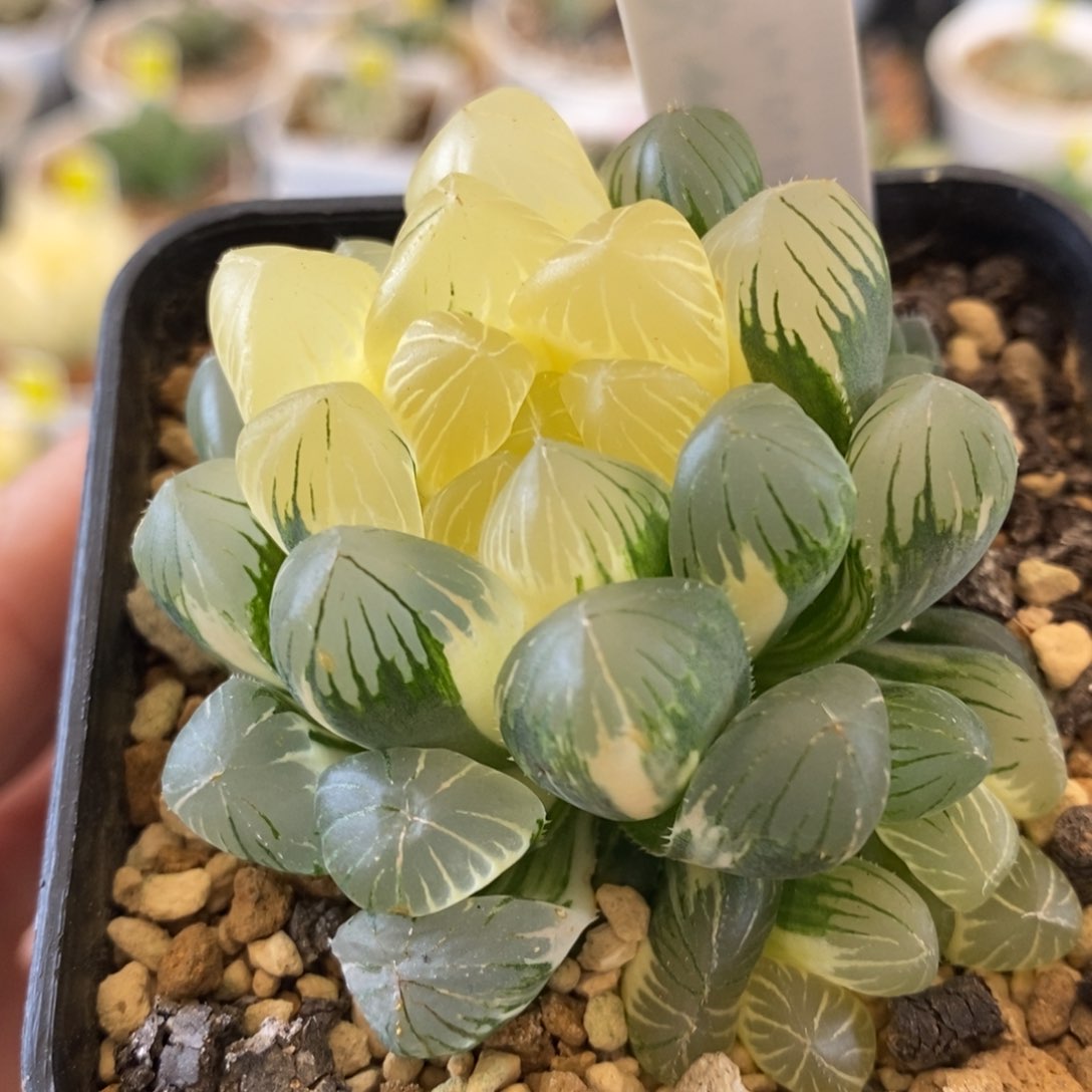 575号实生玉露锦带盆