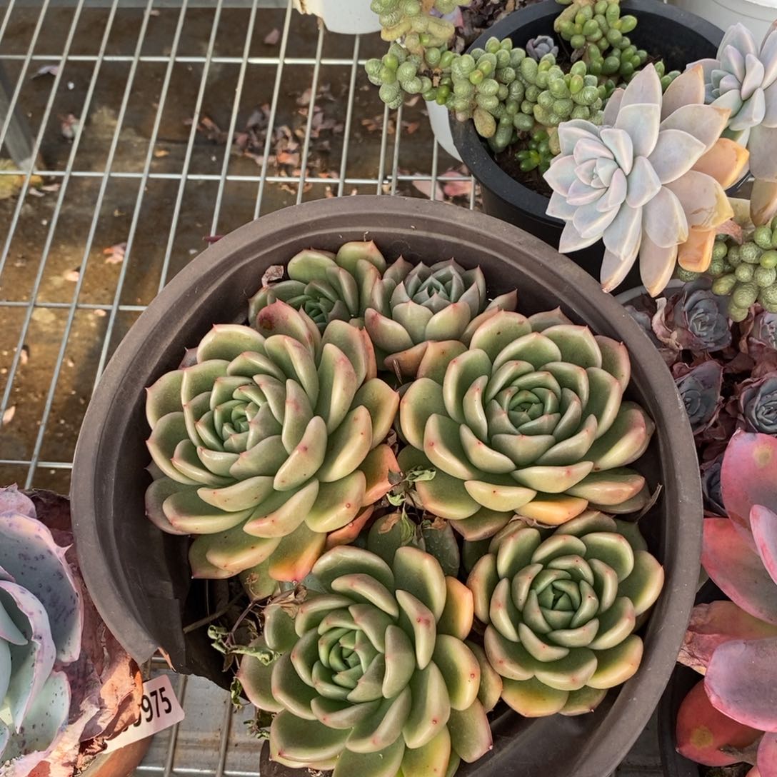 492白玫瑰一物一拍