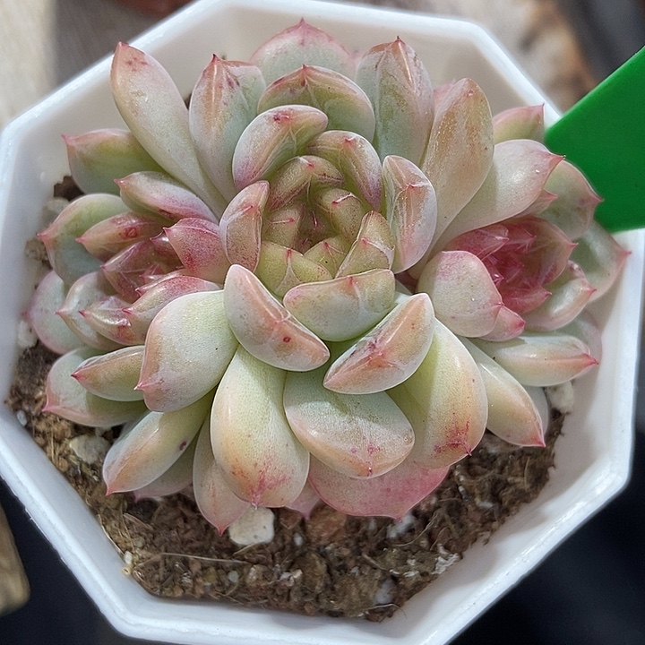 多肉植物糖果珍妮988