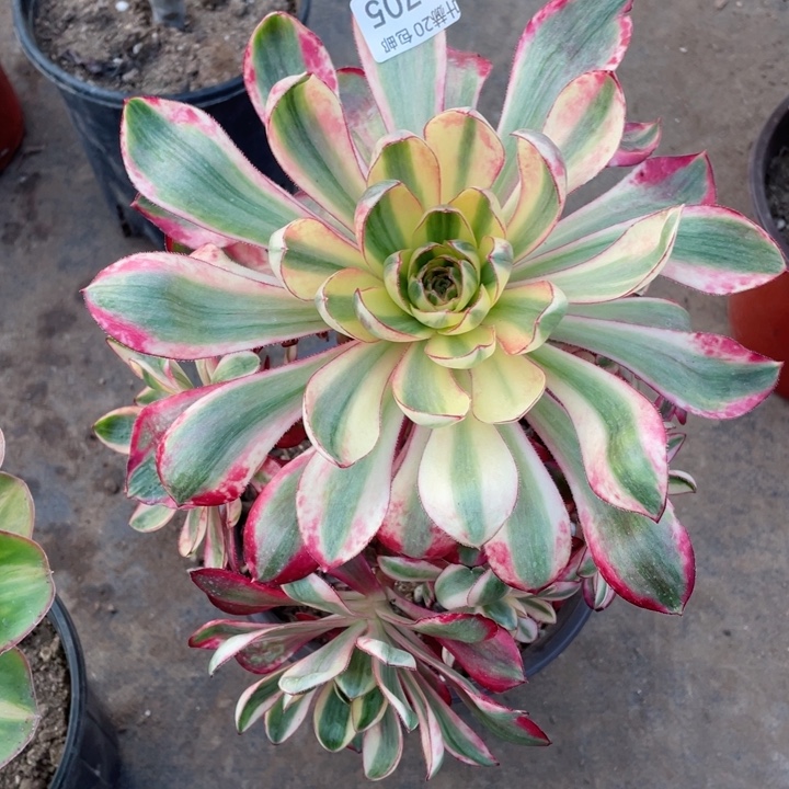 705烈焰多肉1234578