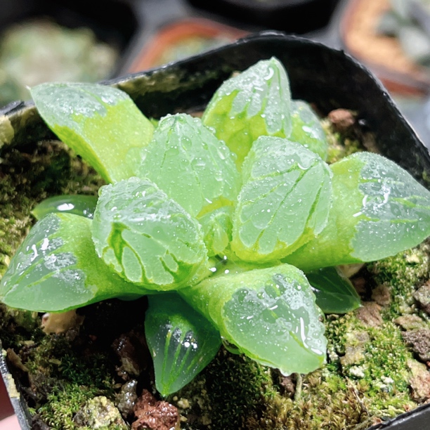 十二卷 冰城 阳台办公室 新手高端多肉植物