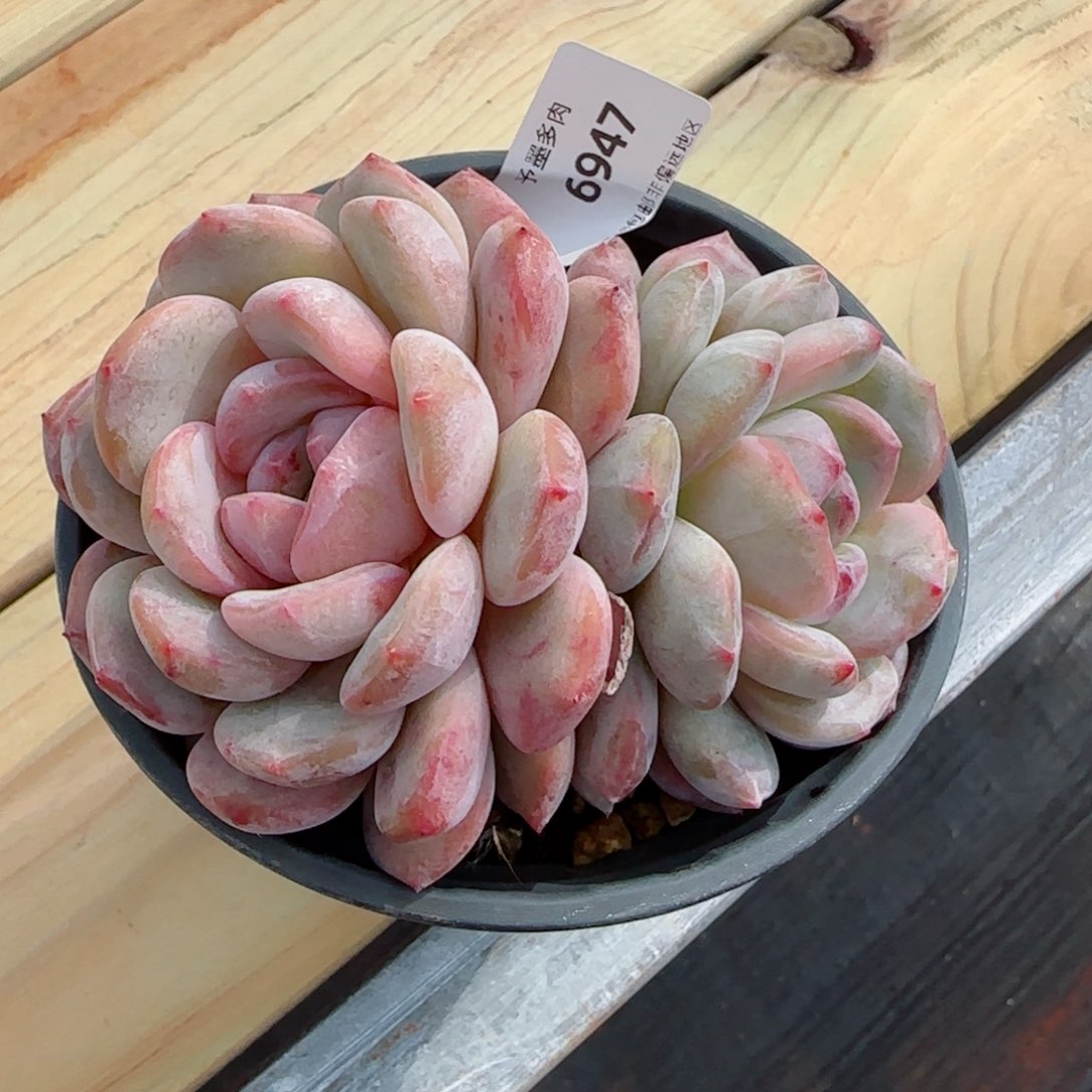 橙子，6947多肉植物