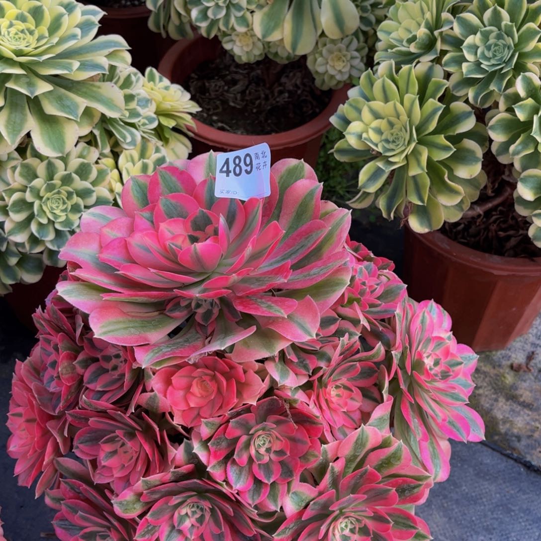 多肉女巫老伤0000000489