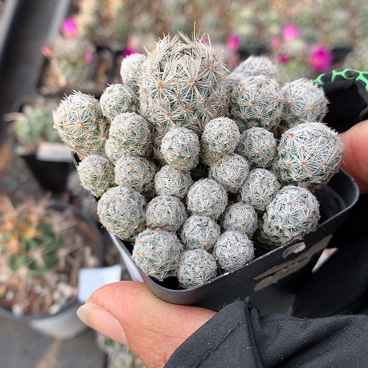 8 实生须弥山7厘米