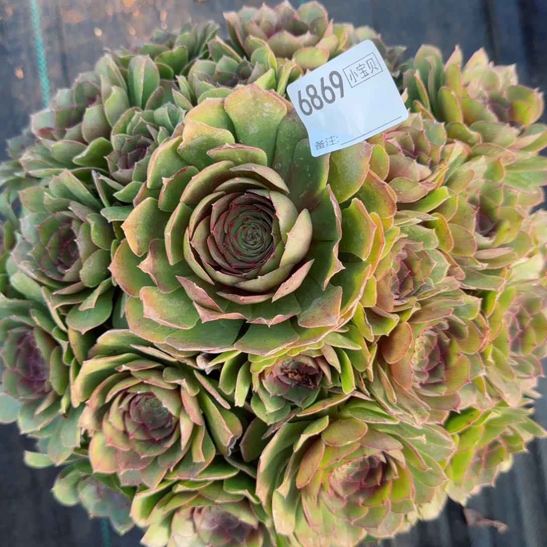 雪****^6869万圣节多肉多肉