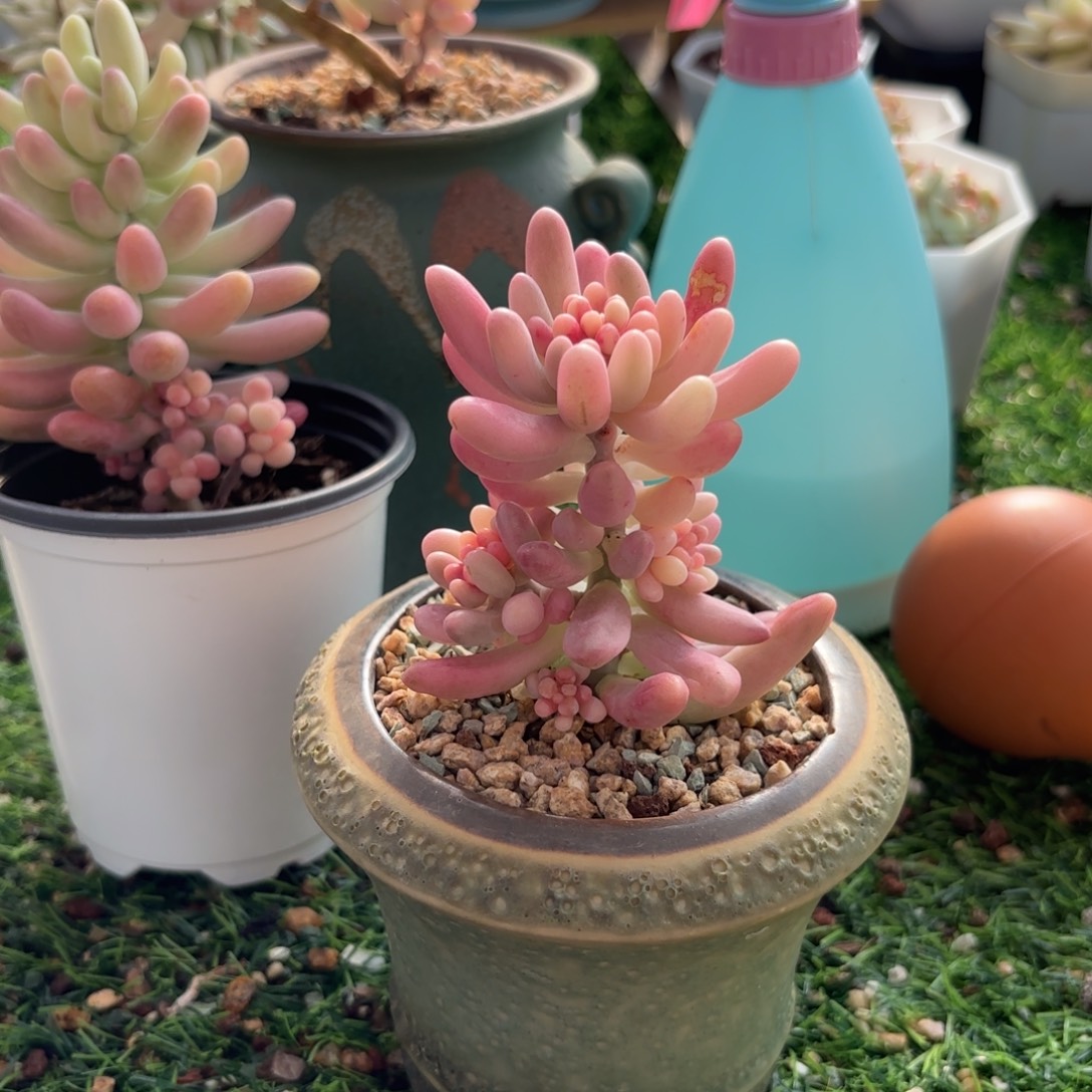 乙女心锦带土球发