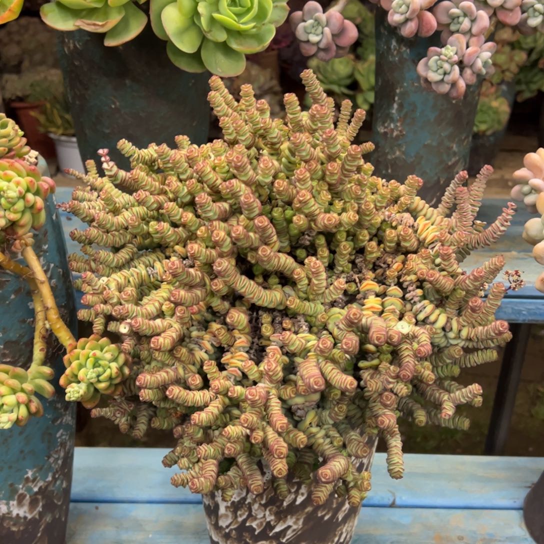 老桩整桩钱串裸肉发货