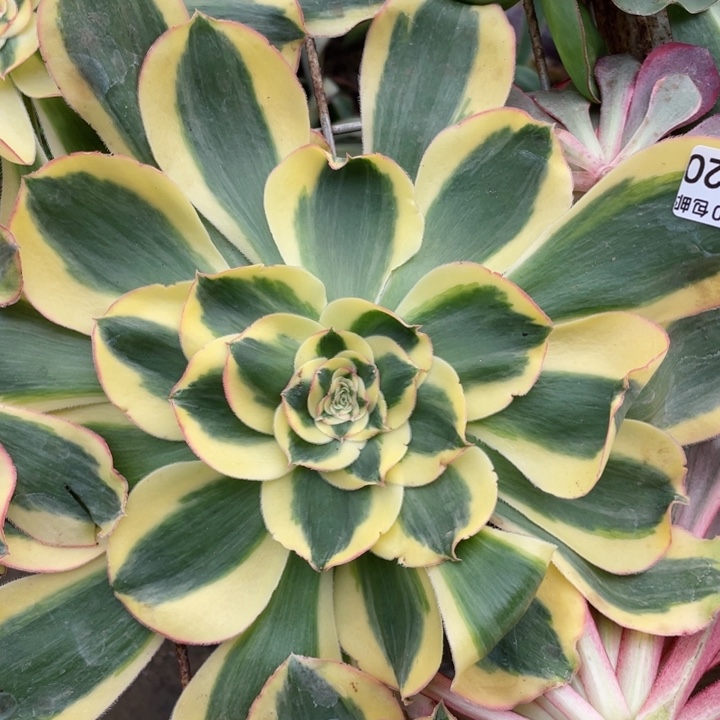 320王妃砍头12345578多肉