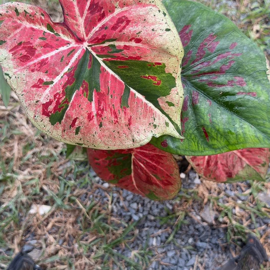 无花朵黎明前p135 