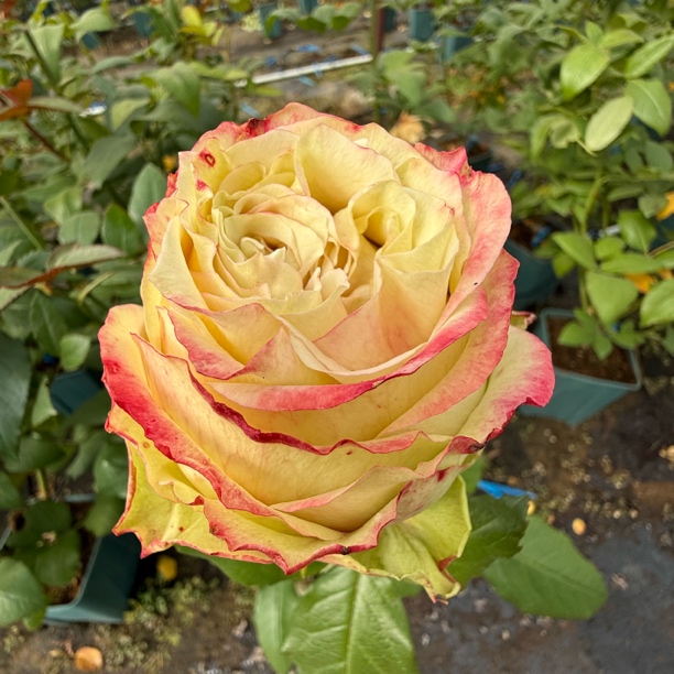 绿色月季【协奏曲】花期30天 直立抗病好养 2.5L根接苗 云南发货