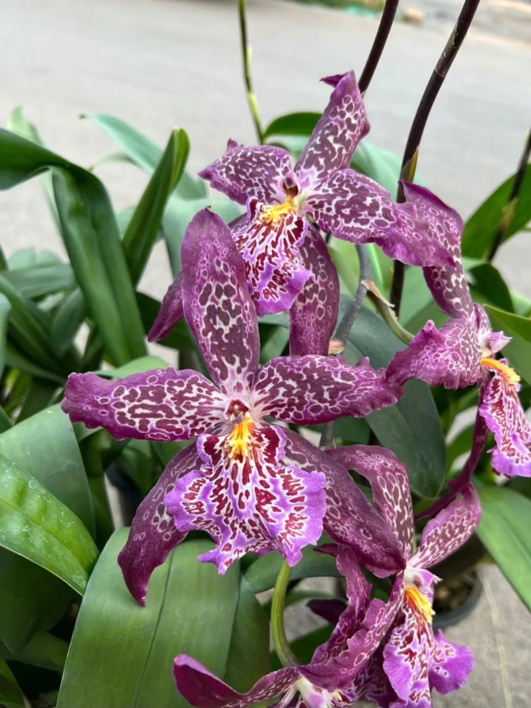 红狐狸 美洲豹文心兰