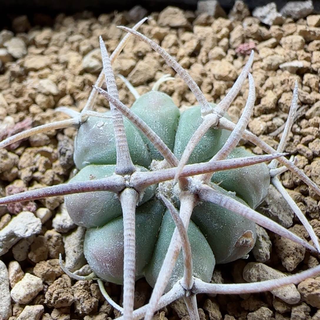 A52实生平丸多肉