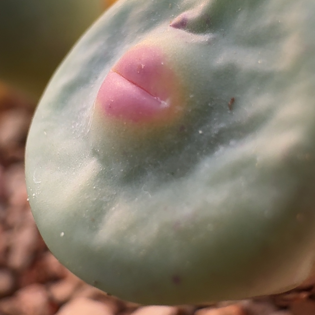 云缦精品番杏30.39 Dows红嘴