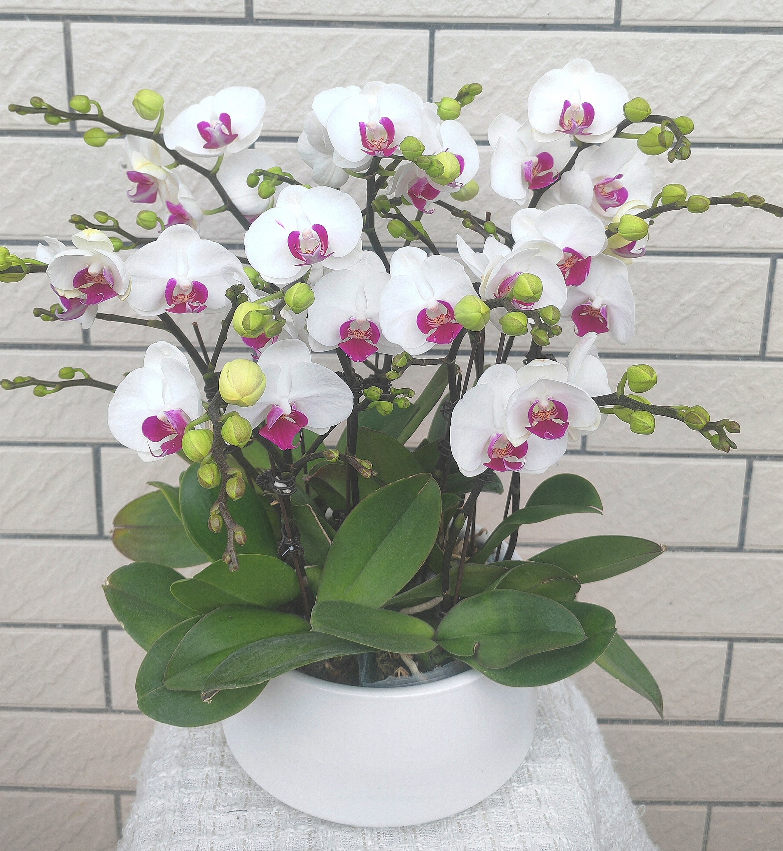 [雪域]蝴蝶兰白花红心中花型