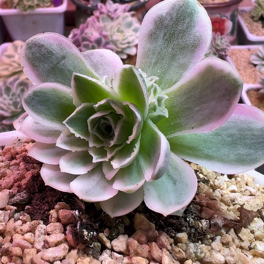 山地玫瑰锦秋夕1390号