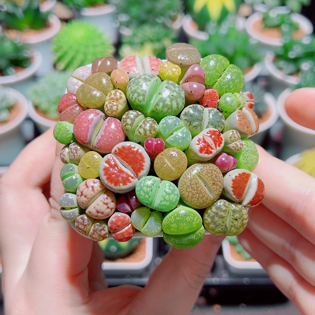 生石花带白盆种好