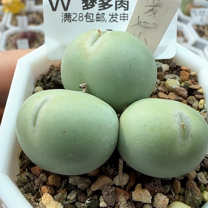 w 12 爱心小拳拳。            