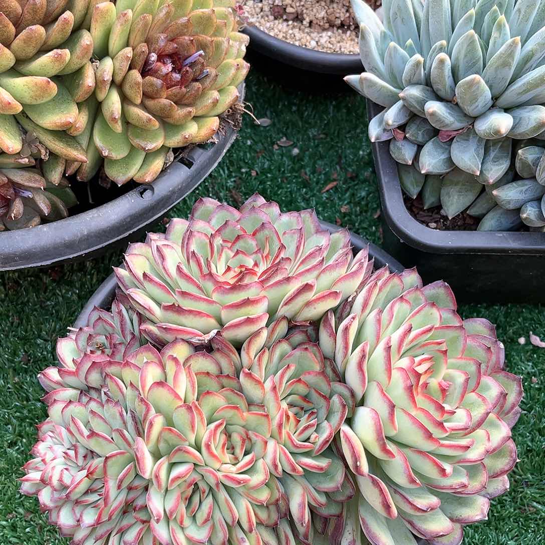 小杰，肉酱玫瑰15011