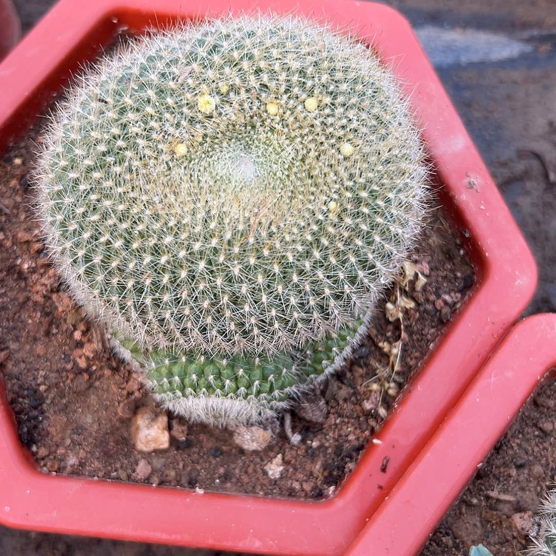 多肉植物绿三光群