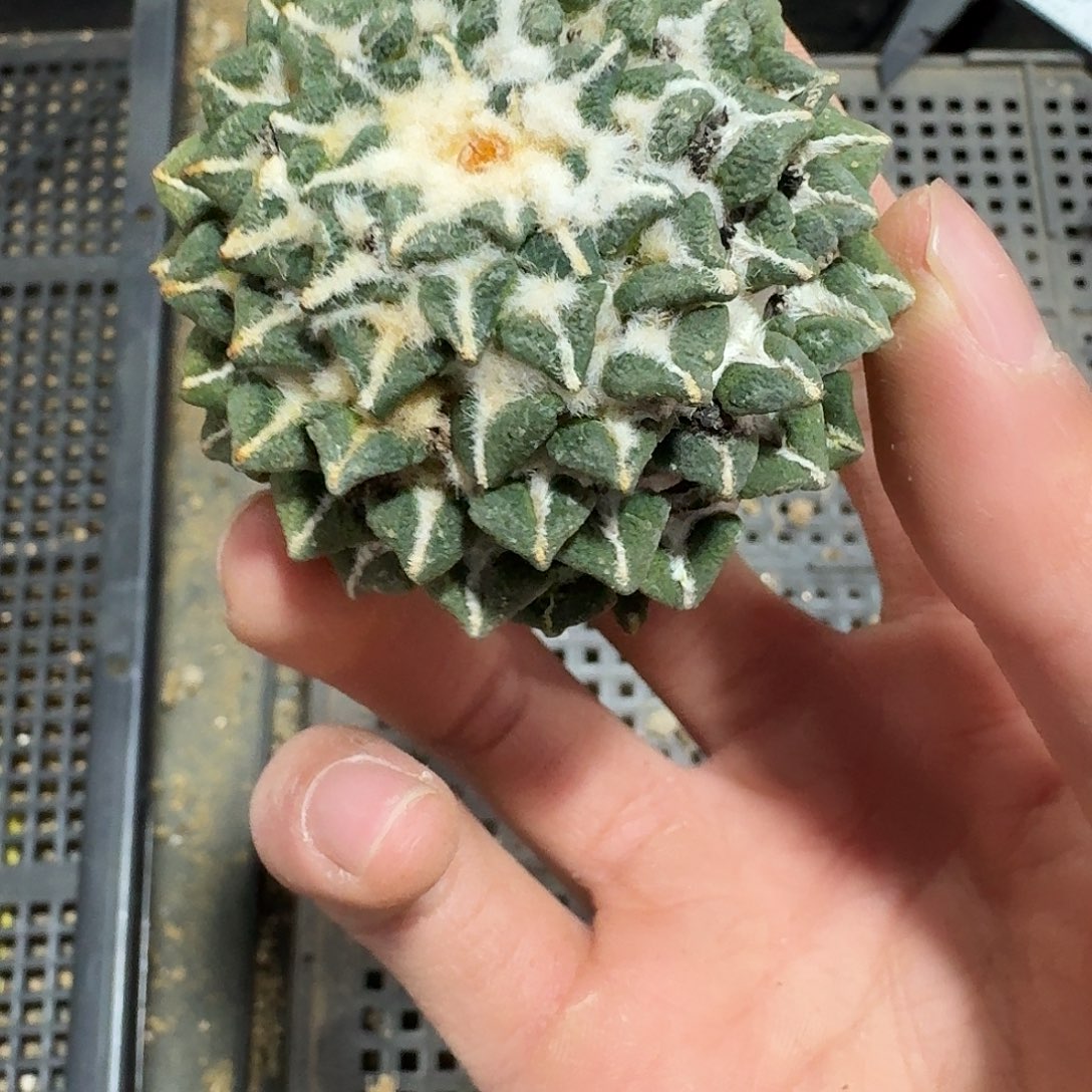 216号仙人球萝卜根