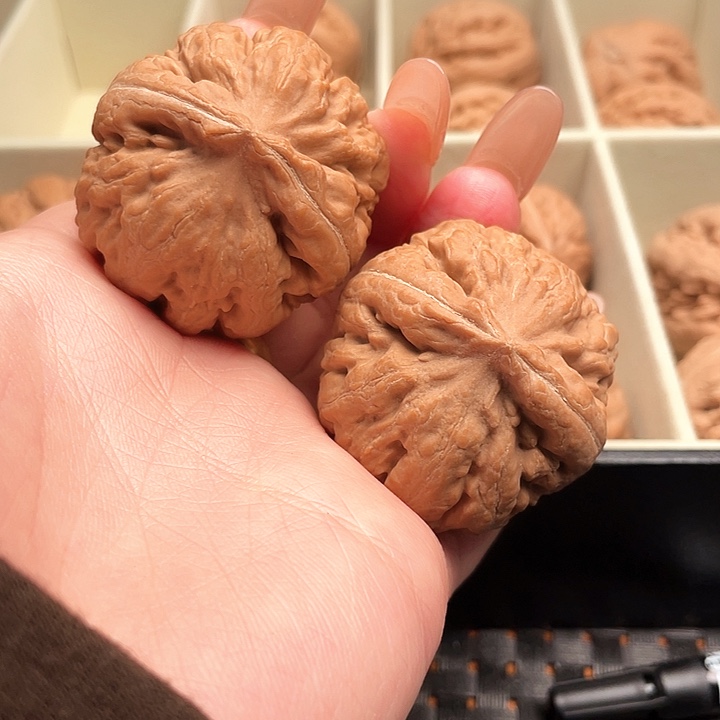 蓝***亮霸王龙核桃尺寸39