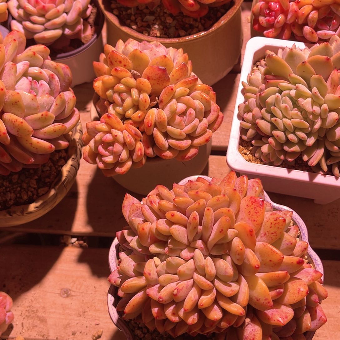 港****玉橙梦露缀化一颗