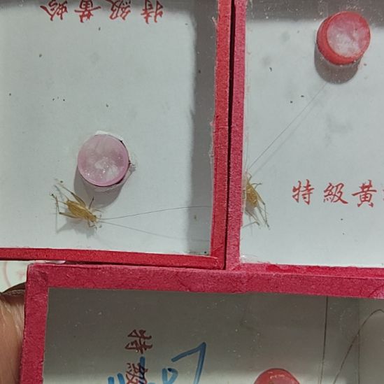 蟋蟀两只长须中黄十金钟一只