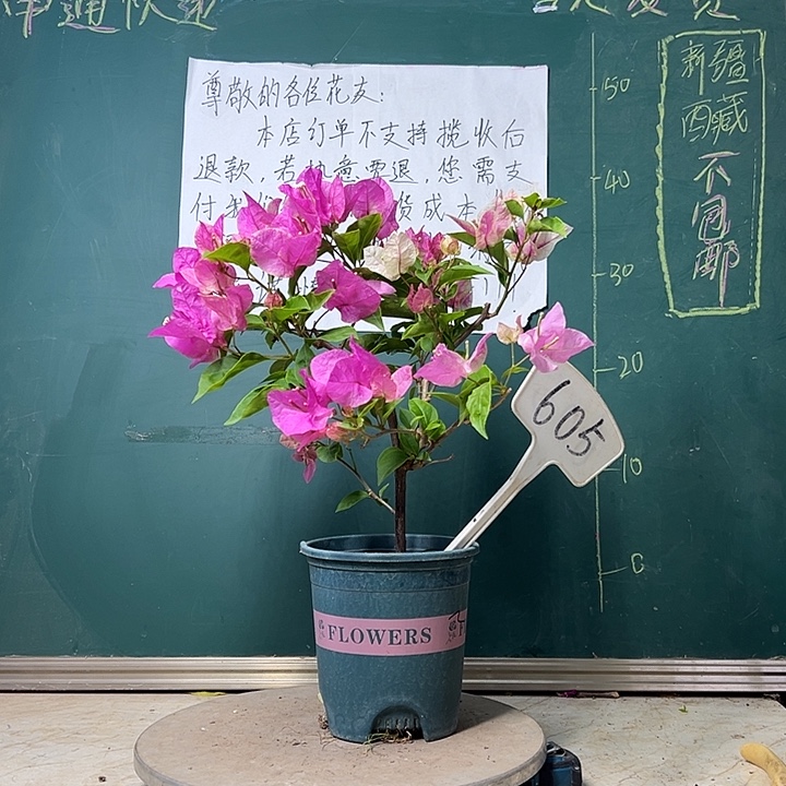 当前无花栽培后可以开花  漳红樱   605