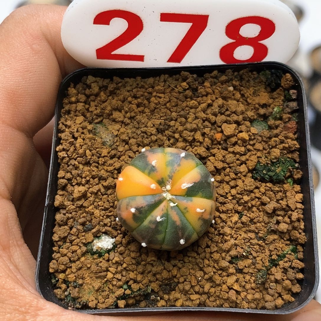 278开播福利特价咯啊