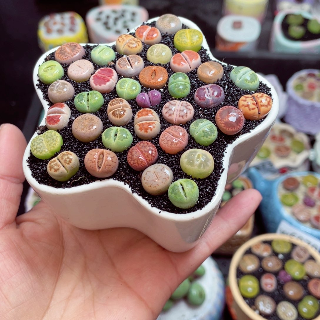 w6083 -零下地区拍保温箱-15支持寄养